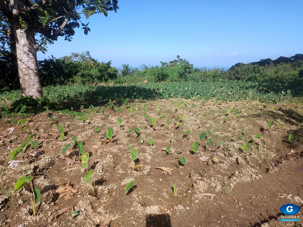 Terrain Constructible Basse-Pointe