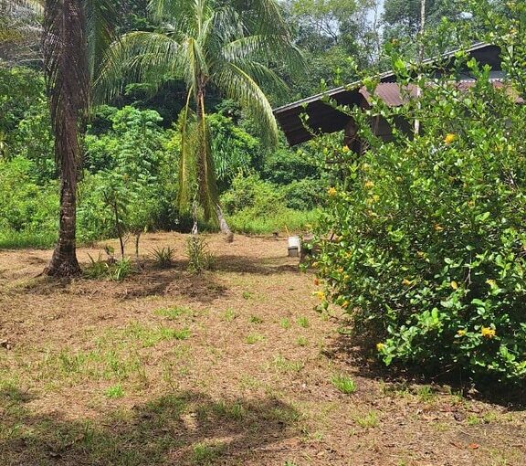 Grand terrain de 2 hectares